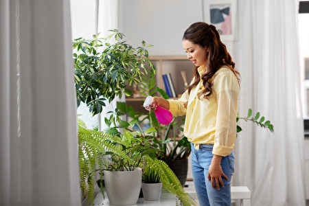 植物也有个性5种疗愈身心的室内植物 纾压 大纪元