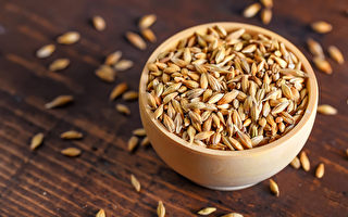 土耳其出土5000年前大麥粒