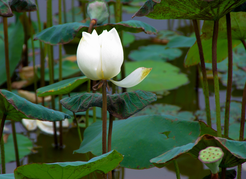 【醫案】繁華煙花只剩花