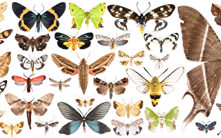 59个新纪录种与8个新种 垦丁蛾类丰富多样
