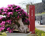 2020故宮南院歲末樹藝風華盆景開展