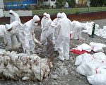 屏東2肉鴨場感染禽流感 撲殺9000隻鴨