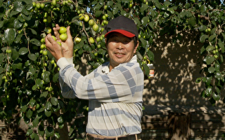 让青枣果实累累 台湾专家传授种植方法
