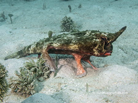 用鳍行走加勒比海底惊现罕见的独角怪鱼 短鼻蝙蝠鱼 独角兽 大纪元