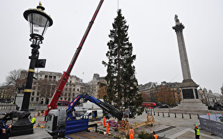组图：疫情下伦敦特拉法加广场迎接圣诞树