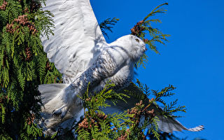 组图：罕见白色猫头鹰现踪华盛顿州