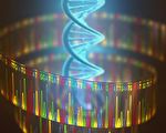 研究：关于基因转录过程生物教科书错了