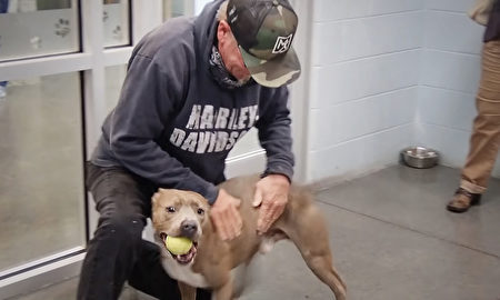 主人丢失爱犬长达半年奇迹重逢画面超感人 田纳西州 动物收容所 芯片 大纪元