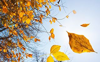 什么因素让树叶在秋天掉落？