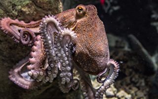 奇特畫面：章魚用2條腿在海床上走路