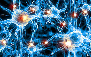 研究發現人腦神經元之間新型聯繫方式