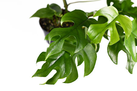 植物, 迷你蔓绿绒杂, Philodendron Minima