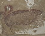 4.55万年前的疣猪 印尼发现最古老动物壁画