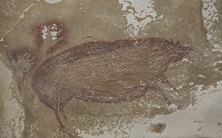 4.55万年前的疣猪 印尼发现最古老动物壁画