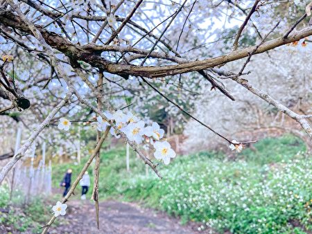 赏花泡汤品山茶放大想像玩六龟 戴资颖 大纪元