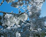 寒流追雪潮！全台降雪一览