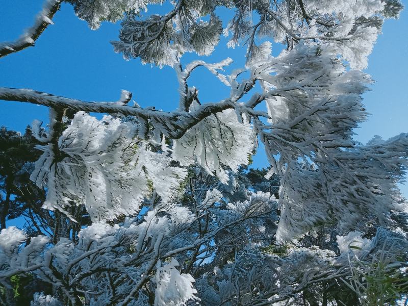寒流追雪潮 全台降雪一览 赏雪 阳明山 太平山 大纪元 寒流追雪潮 全台降雪一览 赏雪 阳明山 太平山 大纪元