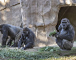 聖地亞哥動物園大猩猩染疫 或傳自無症狀園工