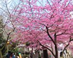 【視頻】櫻梅綻放 台阿里山區櫻王和梅花之美