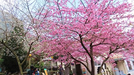 視頻 櫻梅綻放台阿里山區櫻王和梅花之美 賞櫻 賞梅 賞花 大紀元 視頻 櫻梅綻放台阿里山區櫻王和梅花之美 賞櫻 賞梅 賞花 大紀元