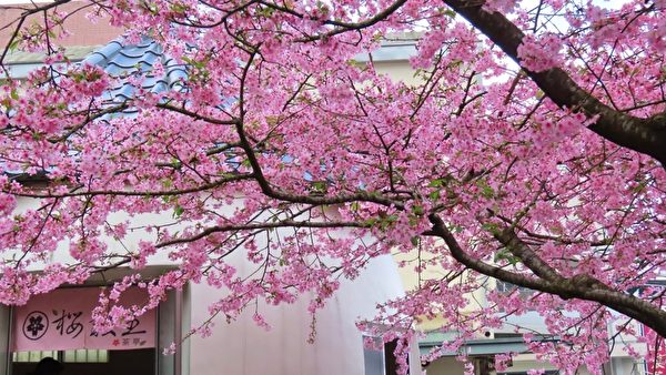 【視頻】櫻梅綻放 嘉義河津櫻櫻王和梅花之美