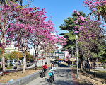 嘉義市文化公園風鈴木盛開  追花賞花要及時