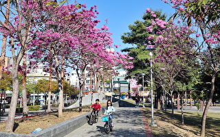 嘉义市文化公园风铃木盛开  追花赏花要及时