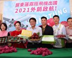 2021开工拉长红 屏东佳冬莲雾空运香港