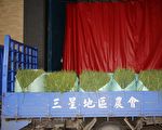 三星青蔥種苗7日移至花蓮育苗保種