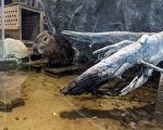 新竹動物園迎接新夥伴 呆萌水豚君亮相