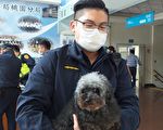 迷途毛孩路邊發呆  桃園警PO網尋主
