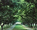 國內校園首例 東海大學校園登錄文化景觀
