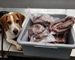 旅客私帶香腸 被紐瓦克海關警犬嗅出後查獲