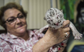 组图：尼加拉瓜动物园 稀有白虎宝宝亮相