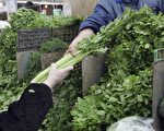 15万澳元芹菜烂在地里无人收 维州农民陷绝望