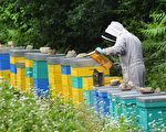 除草劑殘留超標 日本警告將停止進口紐蜂蜜