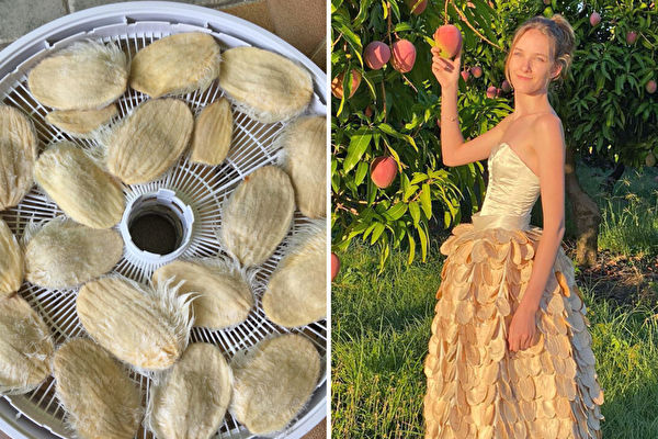 澳洲女孩用芒果核做长裙 呼吁人们减少浪费