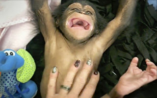 超萌 黑猩猩宝宝被挠痒痒 第一次开怀大笑