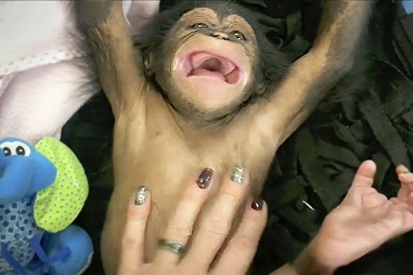 超萌 黑猩猩宝宝被挠痒痒 第一次开怀大笑