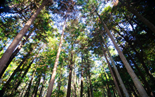 森林中有大量的芬多精，芬多精是植物為自保所釋放的一種揮發性有機化合物，有抗菌、提升免疫力之效。(Shutterstock)