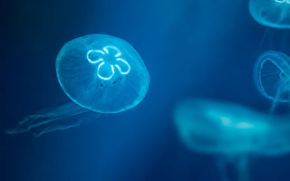 研究揭示水母游泳秘技