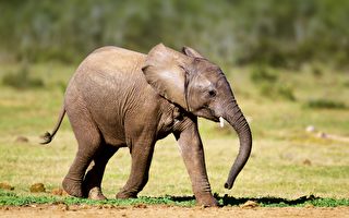 怀孕母象超音波扫描 小象有头有鼻子