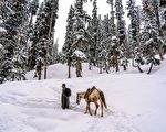 白雪覆蓋路面 印度亞馬遜公司員工騎馬送貨