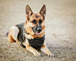 美警犬緝凶遭槍擊 手術後出院 警察列隊迎接