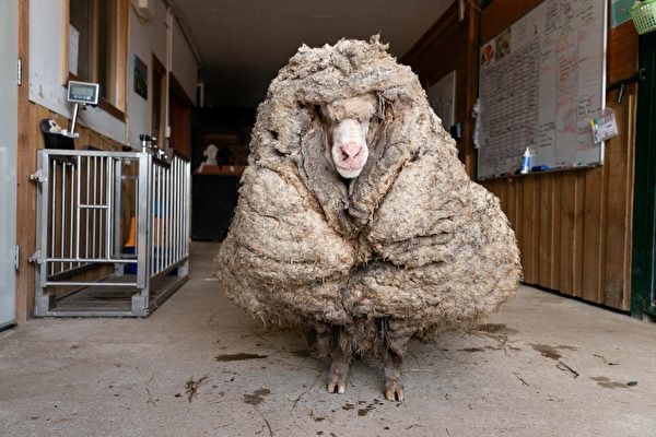 澳洲流浪綿羊像大毛球 剃毛35公斤差異驚人