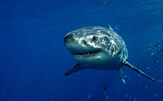 蒙特利湾近年现幼年白鲨 数量在增加