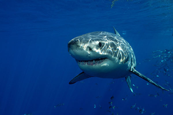 蒙特利灣近年現幼年白鯊 數量在增加