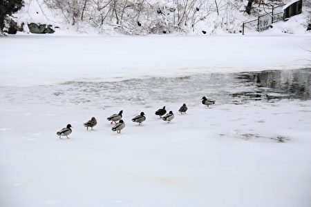 鸭子在池塘的结冰面上悠闲行走。