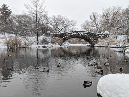 不少绿头鸭在中央公园南端的池塘悠闲游走。