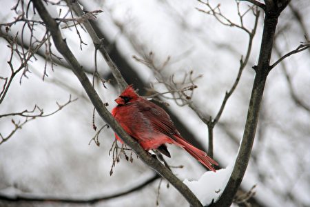 纽约市天气寒冷，北美红雀在中央公园的树梢上休息。
